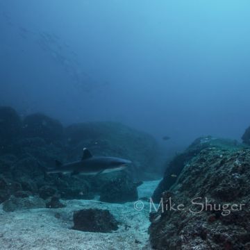 Scuba Dive Costa Rica Shuger3 1 Orig